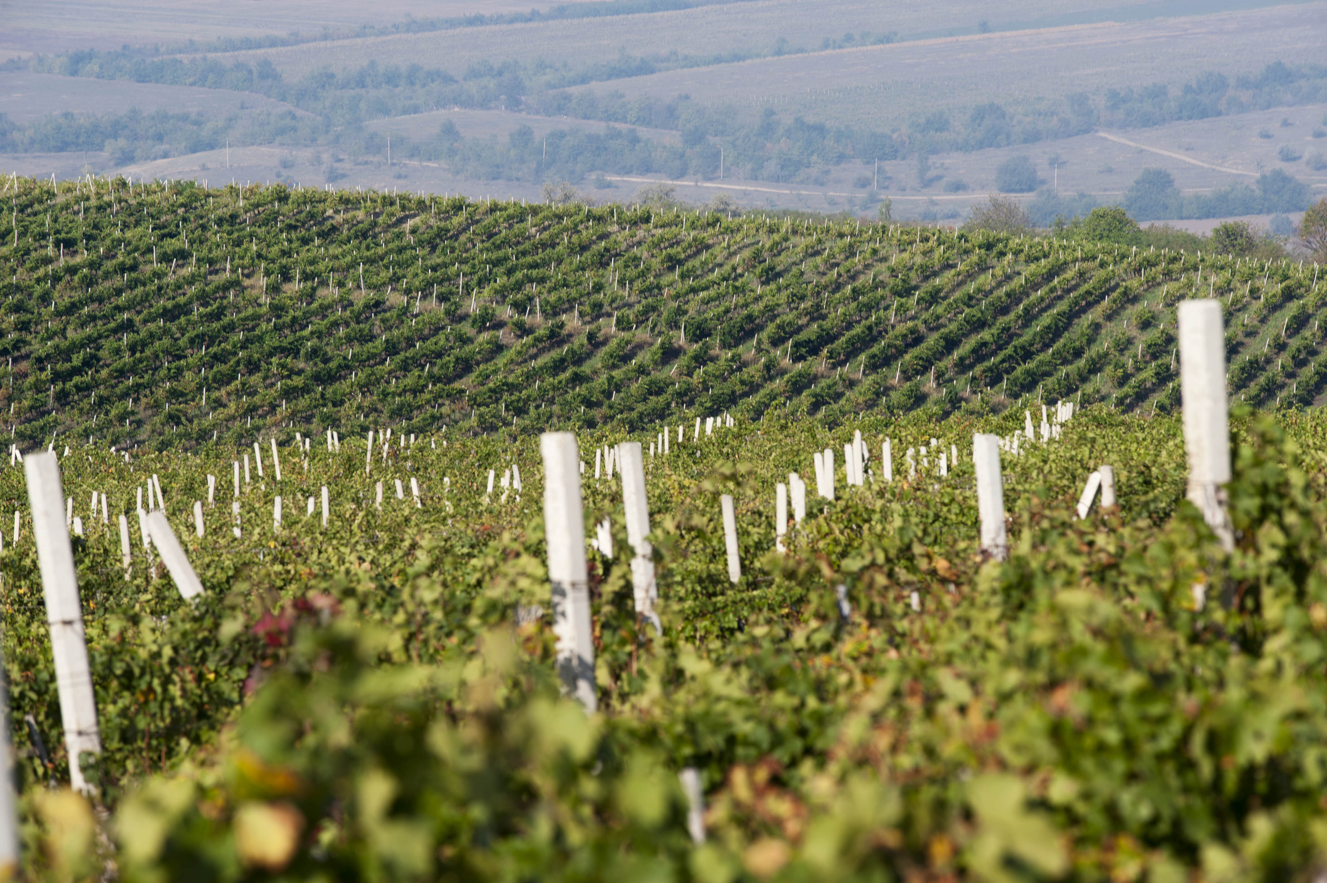 History of the Gitana Winery