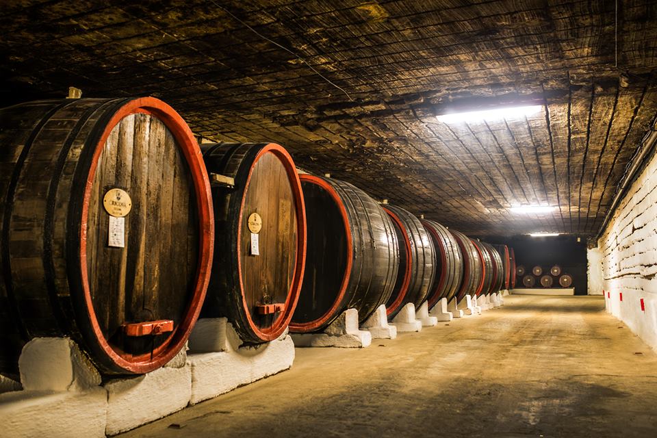 Wine Tour Cricova