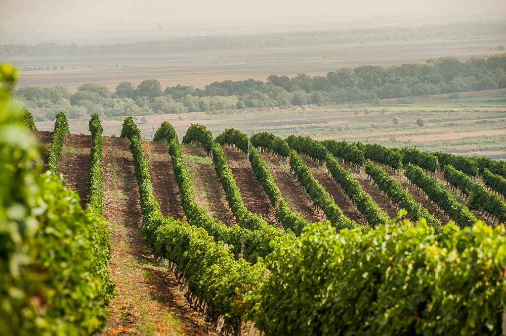 History of Bostavan Winery